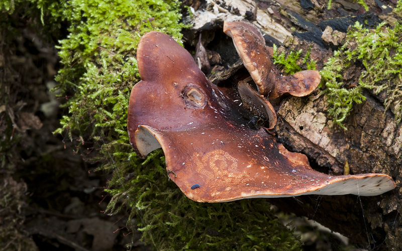 Polyporus badius